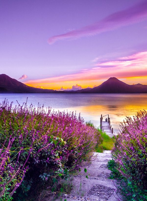brown wooden dock between lavender flower field near body of water during golden hour